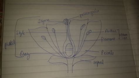 We did not find results for: draw a neat labeled diagram of LS of flower - Brainly.in