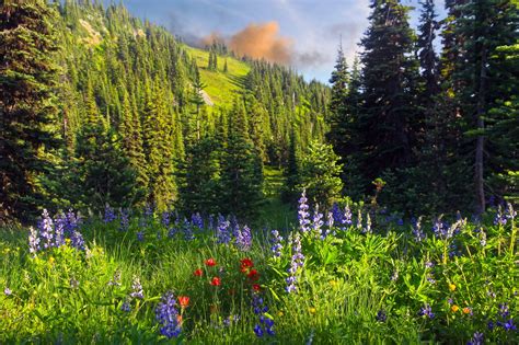 Grass Nature Flowers Trees Forest Mountains Wallpaper 2048x1365