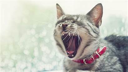 Funny Cat Cats Mouth Laughing Cool Animal