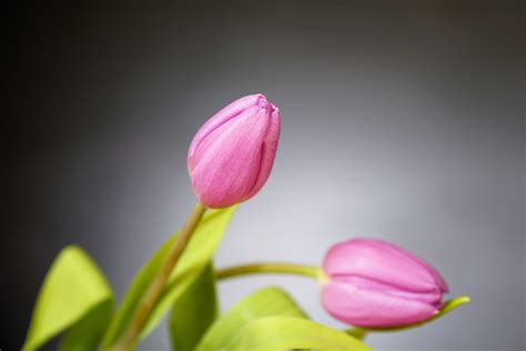 Free Images Nature Blossom Flower Petal Bloom Tulip Bouquet