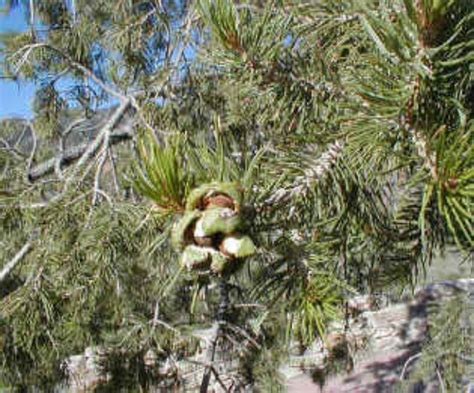 Pinus Cembroides Mexican Piñon Pine Conifer Species American