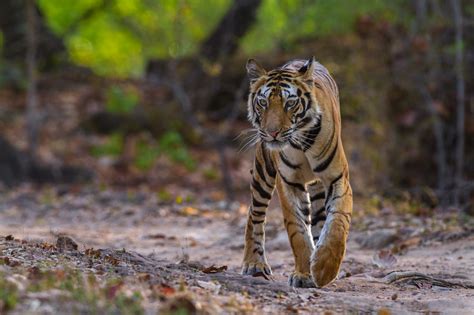 Tigers Of Bandhavgarh National Park India FM Forums