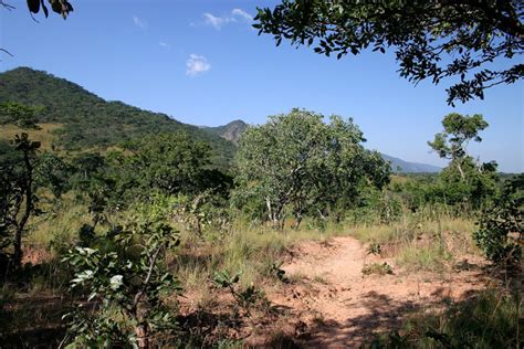 Study Finds Widespread Degradation Deforestation In African Woodlands