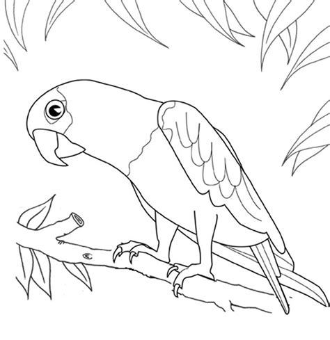 Parrot Drawing Outline At Explore Collection Of