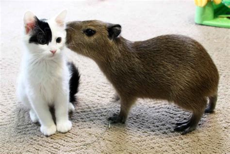 Capybaras With Other Animals Do They Really Get Along With Everyone