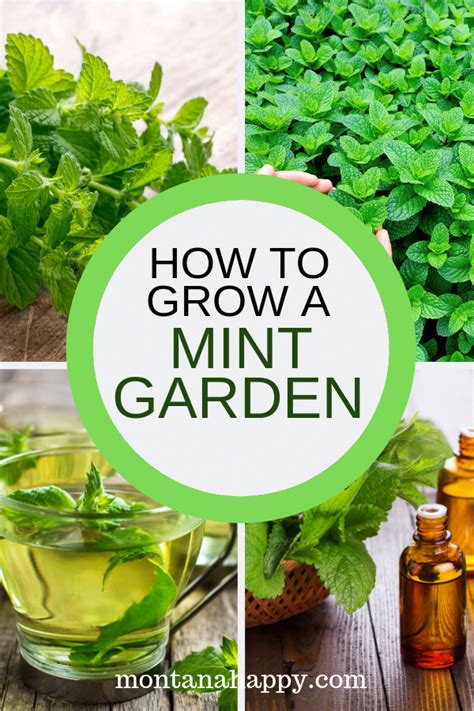 How To Grow A Mint Garden Will Give You Ideas On How To Add This
