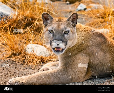 Mountain Lion Cougar Puma Concolor Stock Photo Alamy