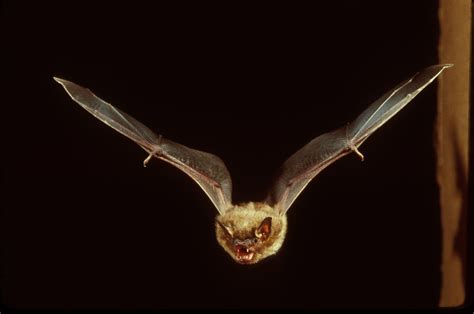 Rabid Bat Found In Ingham County Wkar