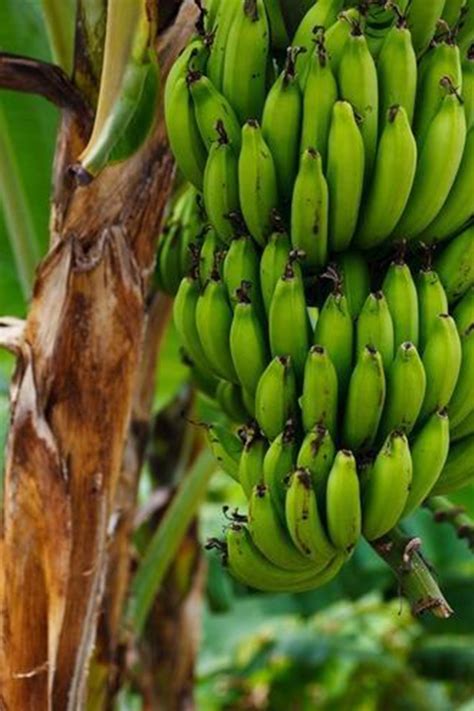 Sirumalai Hill Banana Of Tamil Nadu