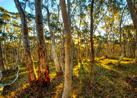Farm Trees 3 Sunset Through The Ghost Gums Mark Moore Flickr