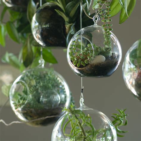 10 Beautiful Plant Terrariums Home Designing