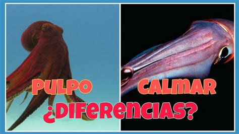 Diferencias Entre Un Pulpo🐙 Y Un Calamar 🦑 Youtube