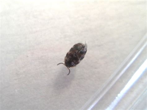 Black Carpet Beetle Like Bug Carpet Vidalondon