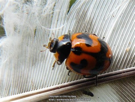 Insect And Bug Id Forum→red Black Lady Bug Which One