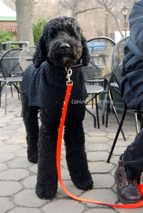 Teddy bear goldendoodles are loved for the many wonderful traits they possess. canined groomed black standard poodle dog central park nyc ...
