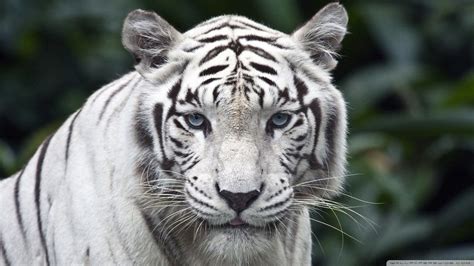 1080x1920 plain white wallpapers hd resolution is cool wallpapers. HD Wallpapers: White Tiger HD Wallpaper 1080p