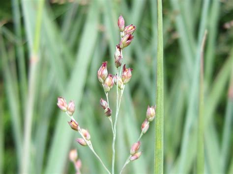 Switch grass 'northwind', panicum 'northwind'. Panicum virgatum 'Northwind' - Grasses - Plants