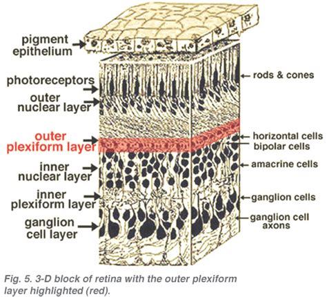 Simple Anatomy Of The Retina By Helga Kolb Webvision