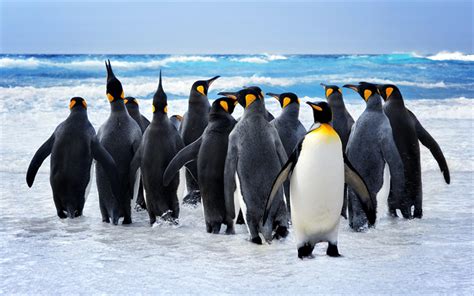 Descargar Fondos De Pantalla Pingüinos Emperador 4k Océano En La