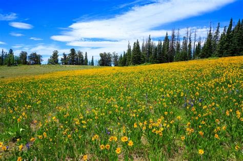 Premium Photo Meadow Of Yellow Wildflowers At Cedar Breaks National