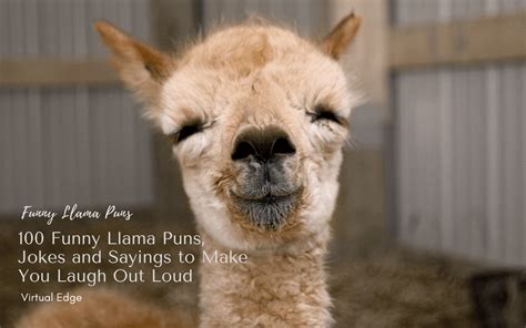 100 Funny Llama Puns Jokes And Sayings To Make You Laugh Out Loud Virtual Edge