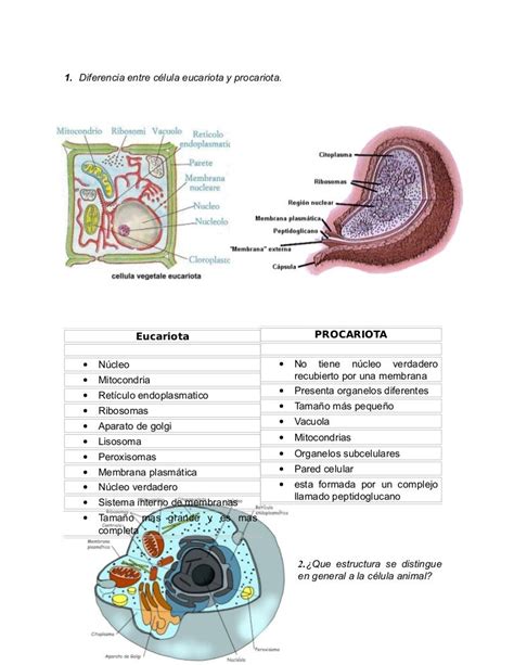 Mapa Conceptual Celulas Procariotas Y Eucariotas