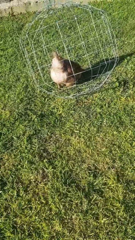 Chicken Orb Cage Backyardchickens
