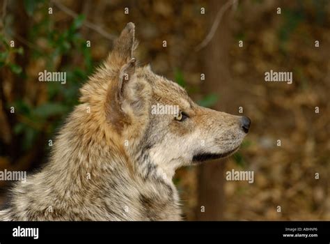 Mexican Gray Wolf Canis Lupus Baileyi Stock Photo Alamy