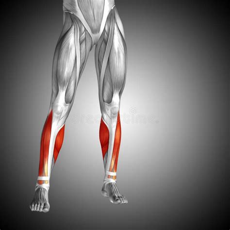 3d Illustration Human Lower Leg Anatomy Or Anatomical And Muscle Stock