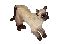 Cat Breeds Guide The Sims Online Mania