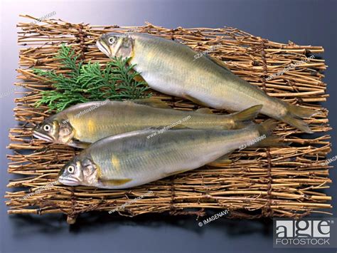 Japanese Trout Stock Photo Picture And Royalty Free Image Pic Szj