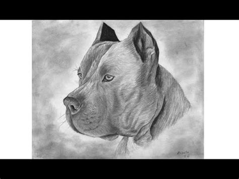 Como Dibujo Un Pitbull Realista How To Draw A Realistic Pit Bull
