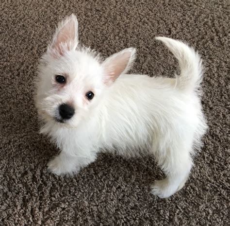 West Highland White Terrier Puppies For Sale Chesterfield Township