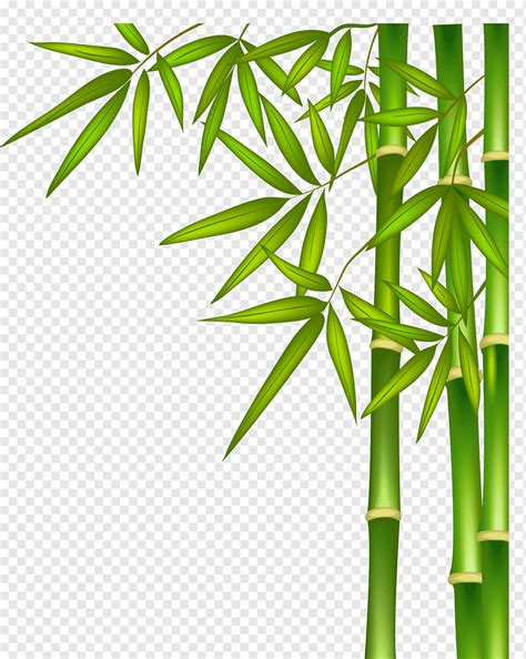 Ilustra O De Bambu Verde Bambu Verde Folha Grama Planta Haste Png