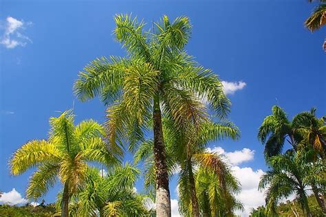 Are Palm Trees Native To Florida