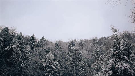 Free Images Tree Nature Forest Branch Mountain Snow Winter