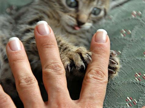 Cat Scratch Disease Cat Scratch Disease Symptoms Treatments And More