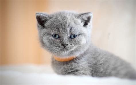 British Shorthair Cat Kitten Muzzle Domestic Cat Cats Gray Cat