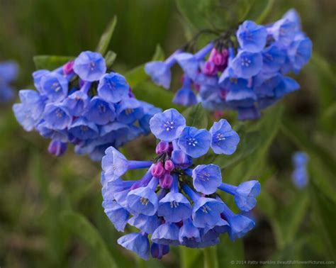 New Photo Virginia Bluebells Ii Beautiful Flower Pictures Blog