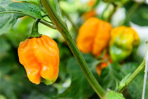 Learn To Id Pepper Plants How Are Pepper Plants Different From Each Other