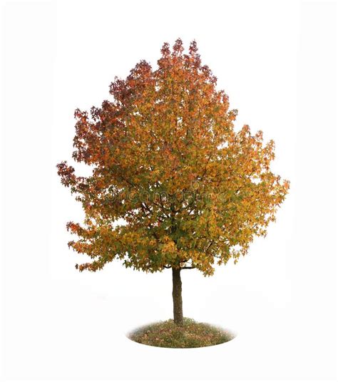 Maple Tree Isolated Stock Image Image Of Season Grass 201594961