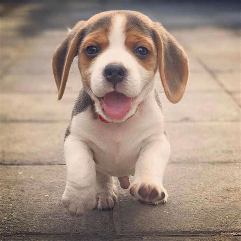 Cute Beagle Puppies Cute Beagles Cute Dogs Baby Beagle
