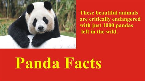 Panda Facts And Information Info Archive Youtube
