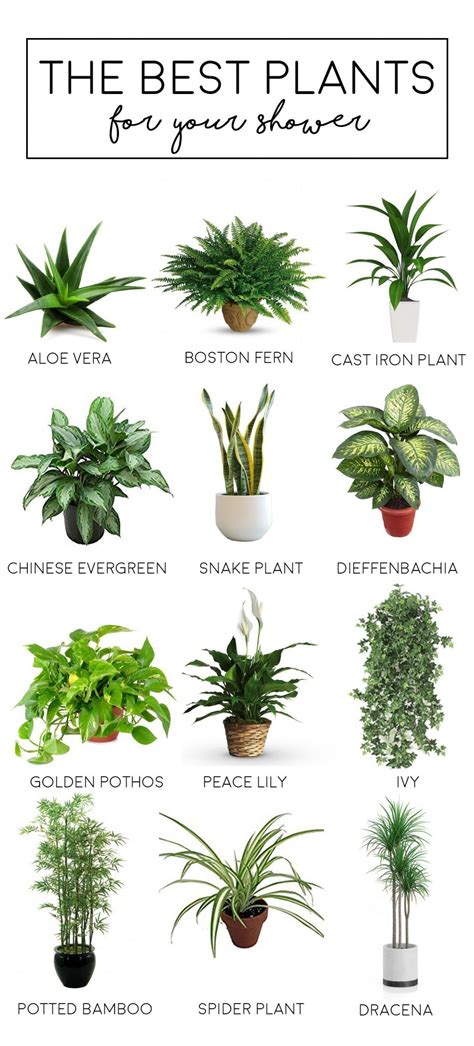 Types Of Indoor Plants With Names F