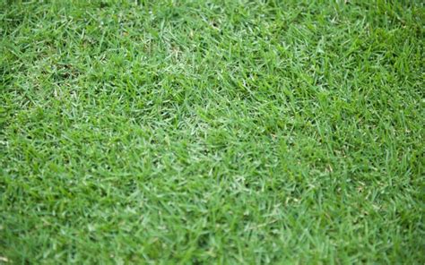 Here's a huge problem you face right now. How to Plant a Zoysia Grass Lawn - Grass Maintenance - Scotts in 2020 | Zoysia grass, Zoysia ...