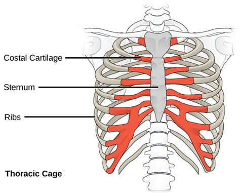 Ribs act like a cage of bones around your chest. Human Axial Skeleton | Biology for Majors II