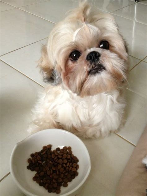 20 Cute Shih Tzus Who Will Make Your Day Better Shih Tzu Daily