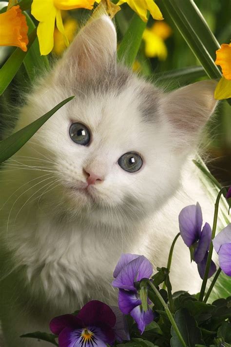 50 Cute Kittens And Flowers Wallpapers Download At Wallpaperbro