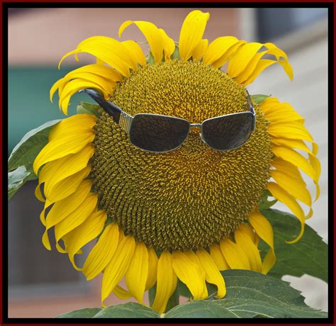 Sunflower Needs Glasses 1and Sunflower Needs Glasses Flickr