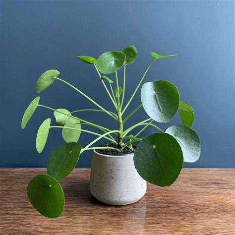 Chinese Money Plant With Pot - Highgate Flowers